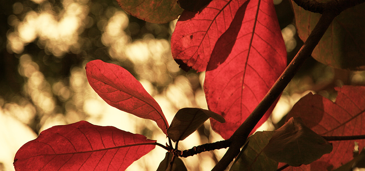 在线短信轰炸网页版